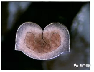 端子壓接質(zhì)量判斷（全）