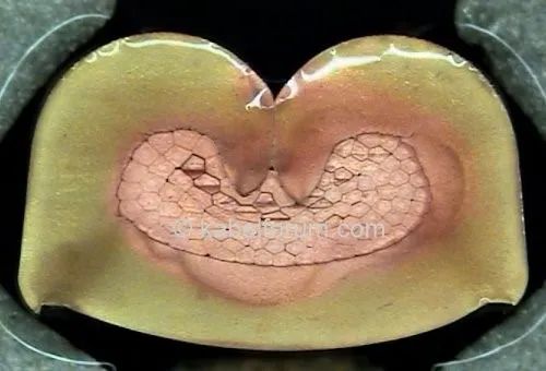 如何制作端子的顯微照片？